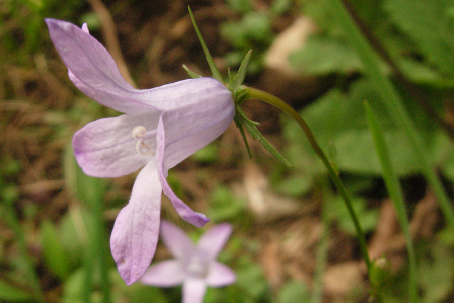 Campanula cochleariifolia e Campanula patula